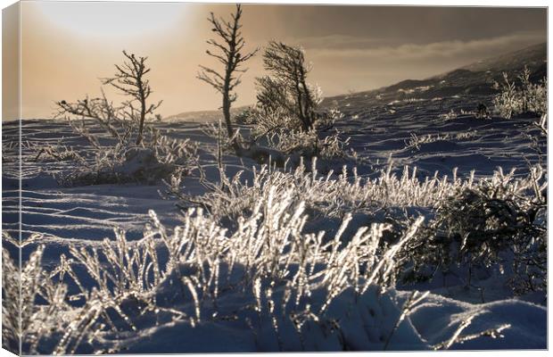 Frosty Morning Canvas Print by Mark Fraser