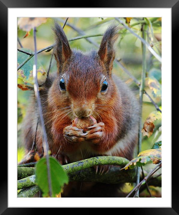 Hungry Red Squirrel Framed Mounted Print by Oxon Images