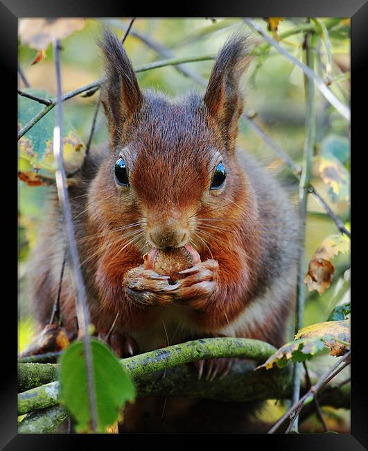 Hungry Red Squirrel Framed Print by Oxon Images