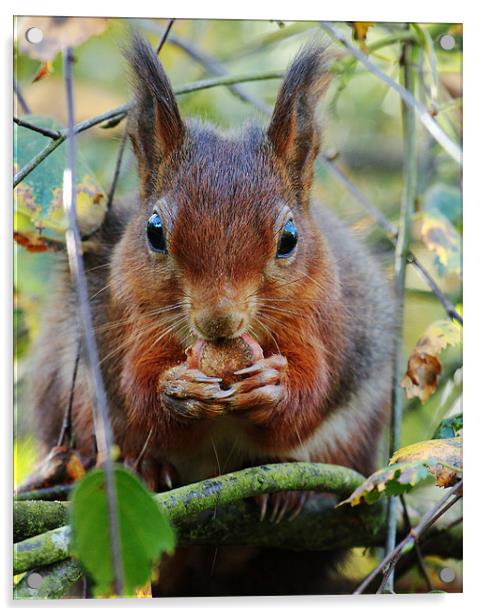 Hungry Red Squirrel Acrylic by Oxon Images