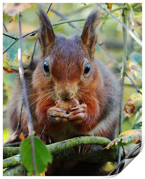 Hungry Red Squirrel Print by Oxon Images