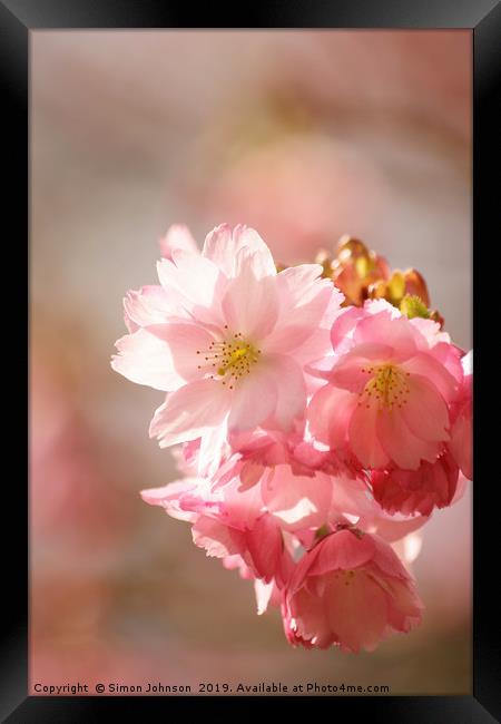Cherry blossom Framed Print by Simon Johnson