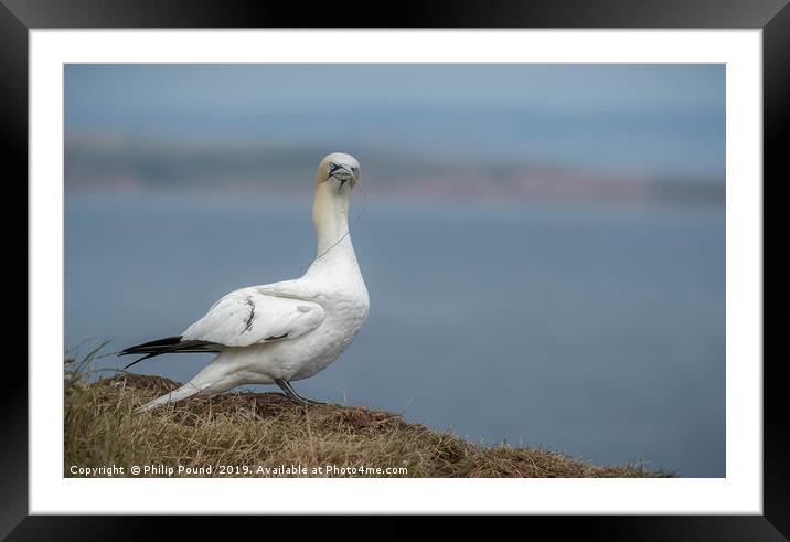 Gannet on cliffs Framed Mounted Print by Philip Pound