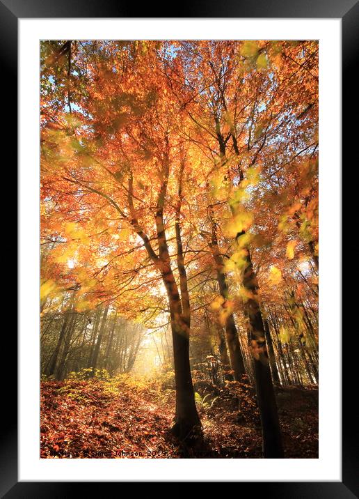 Sunlit Autumn Woods Cotswolds Framed Mounted Print by Simon Johnson