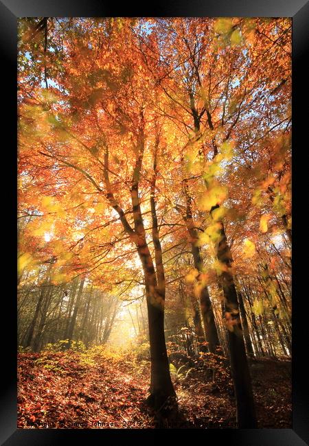 Sunlit Autumn Woods Cotswolds Framed Print by Simon Johnson