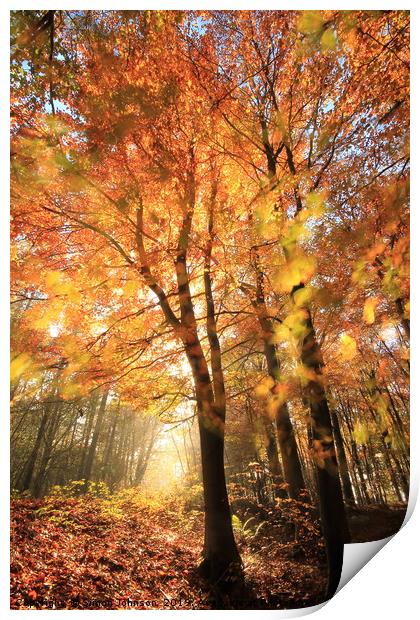 Sunlit Autumn Woods Cotswolds Print by Simon Johnson