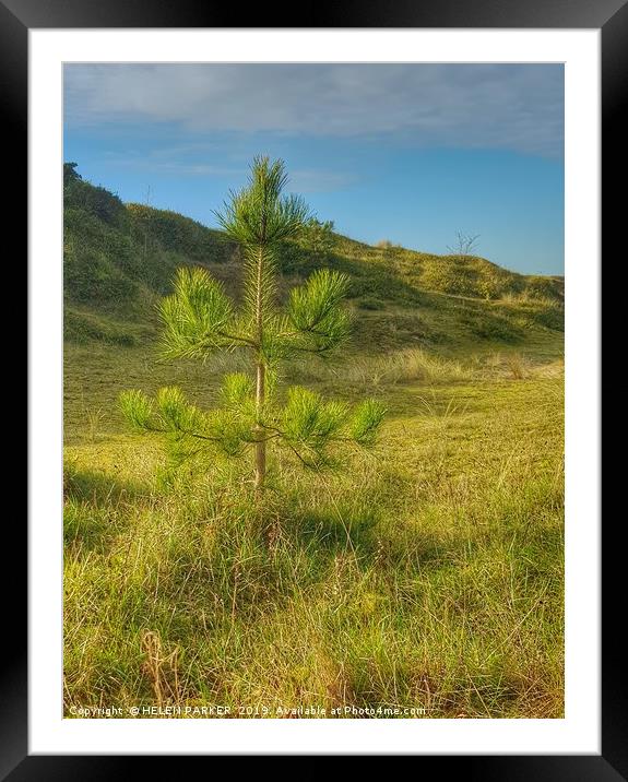 Lonesome Pine Framed Mounted Print by HELEN PARKER