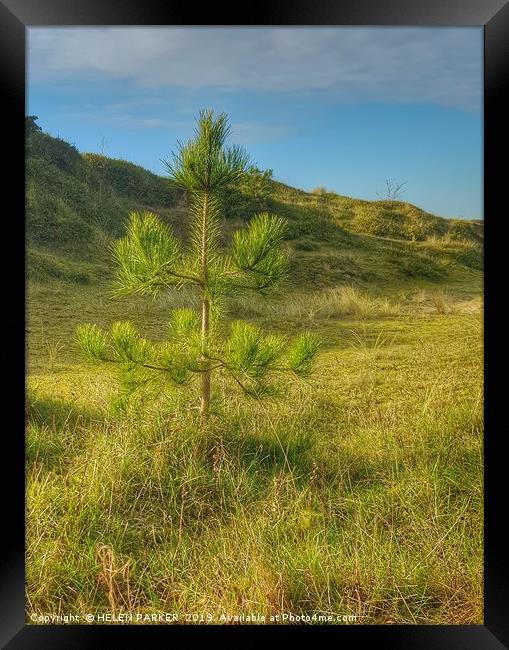 Lonesome Pine Framed Print by HELEN PARKER