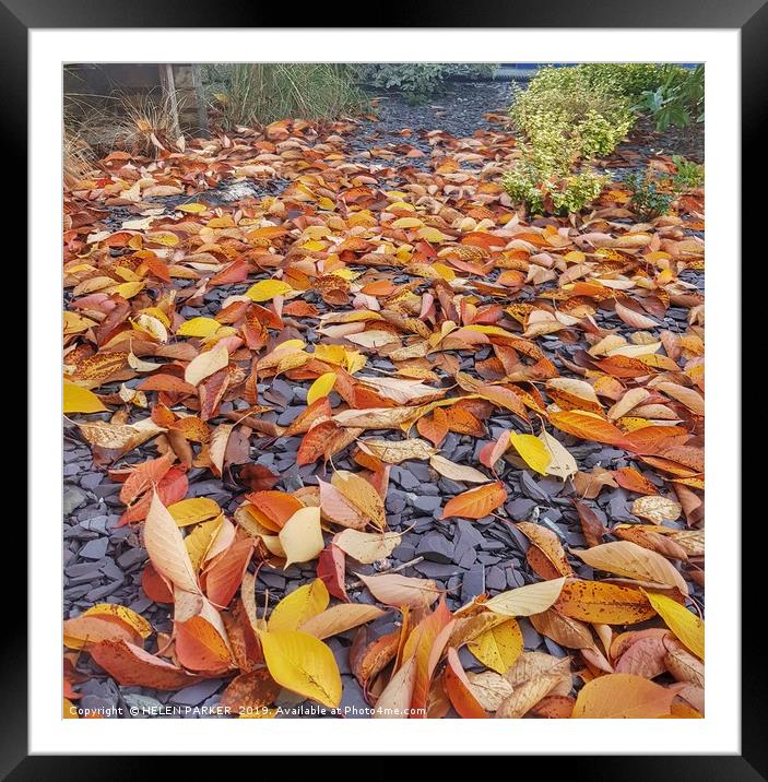 Autumn Leaves of colour  Framed Mounted Print by HELEN PARKER