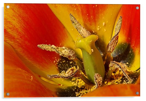 Tulip macro Acrylic by Pete Hemington