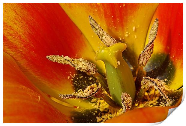 Tulip macro Print by Pete Hemington