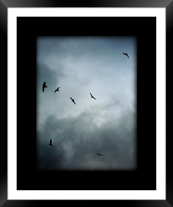 the birds Framed Mounted Print by Heather Newton