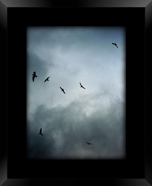 the birds Framed Print by Heather Newton