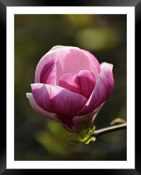 Magnolia Framed Mounted Print by Donna Collett