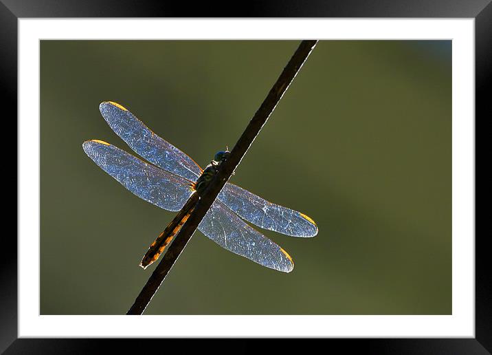 Dragonfly on a rusty wire Framed Mounted Print by Craig Lapsley