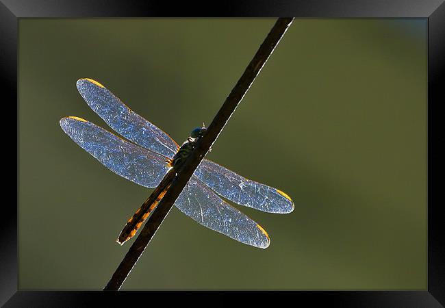 Dragonfly on a rusty wire Framed Print by Craig Lapsley