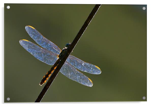 Dragonfly on a rusty wire Acrylic by Craig Lapsley
