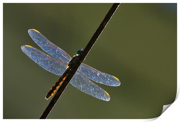 Dragonfly on a rusty wire Print by Craig Lapsley