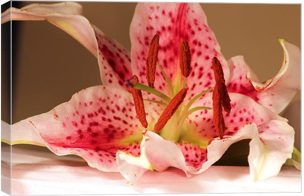 Lily Canvas Print by Chris Turner