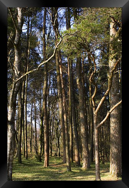 Dartmoor woodland Framed Print by Dan Thorogood