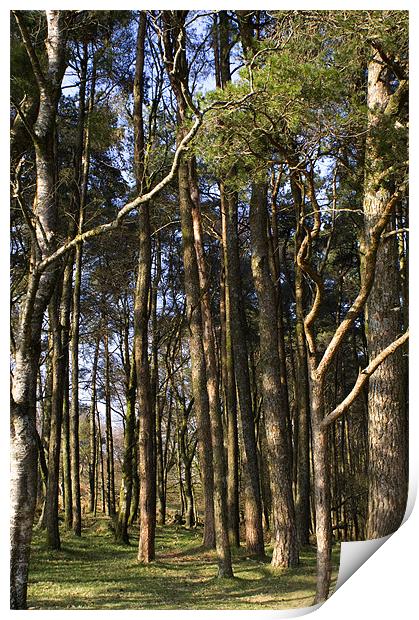 Dartmoor woodland Print by Dan Thorogood