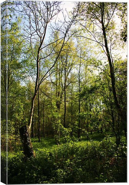 Woodland Clearing Canvas Print by David Gardener