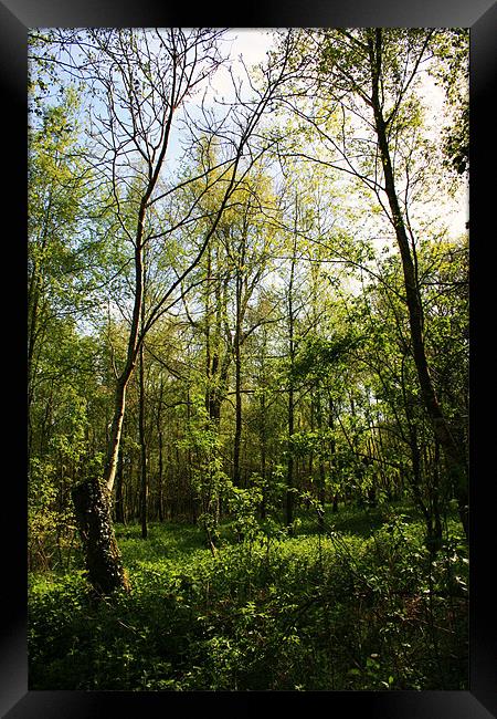 Woodland Clearing Framed Print by David Gardener