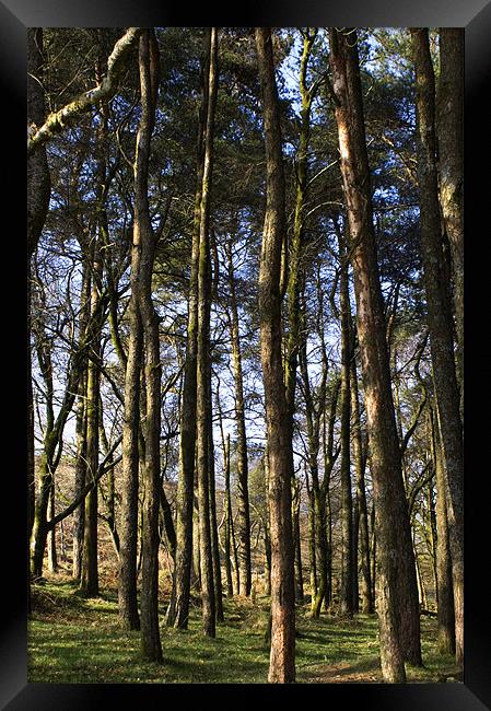 A Dartmoor Woodland Framed Print by Dan Thorogood