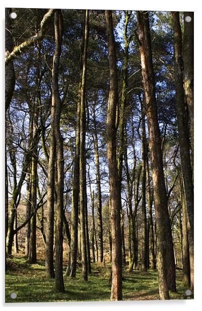A Dartmoor Woodland Acrylic by Dan Thorogood