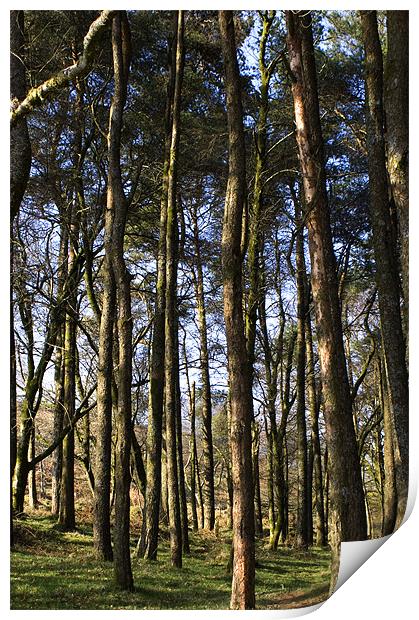 A Dartmoor Woodland Print by Dan Thorogood