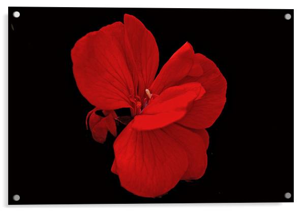 Red Geramium Acrylic by Karen Martin