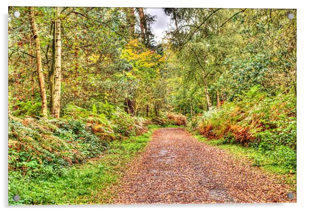 Autumn path Acrylic by Chris Day