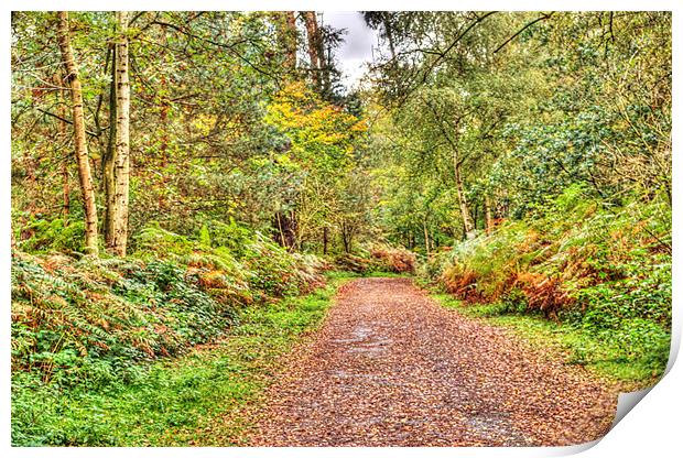 Autumn path Print by Chris Day