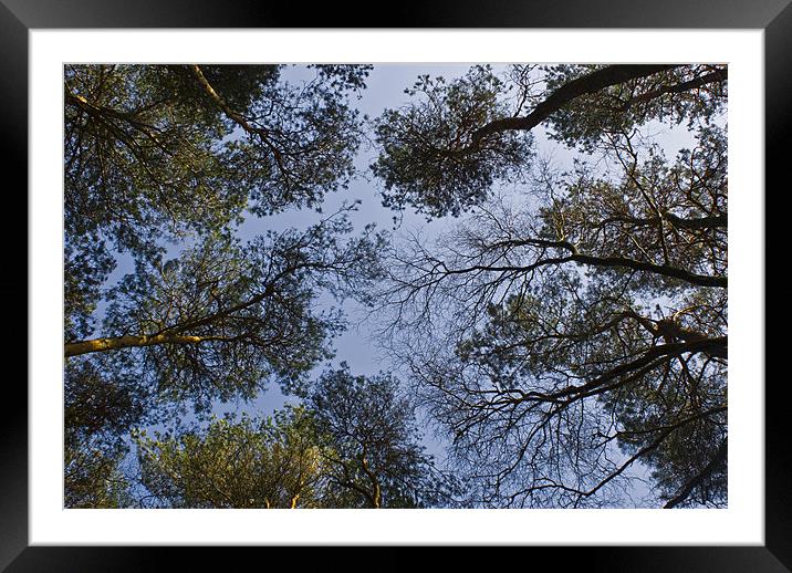 The canopy Framed Mounted Print by Dan Thorogood