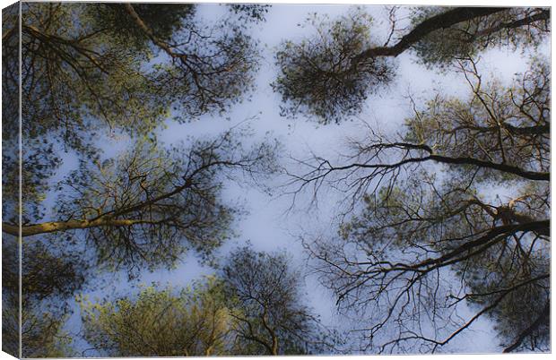 A soft Dartmoor canopy Canvas Print by Dan Thorogood