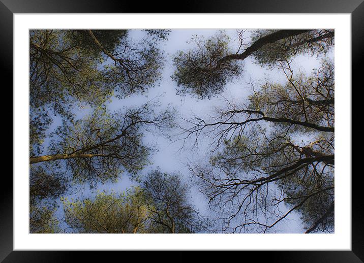 A soft Dartmoor canopy Framed Mounted Print by Dan Thorogood