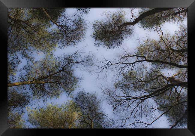A soft Dartmoor canopy Framed Print by Dan Thorogood