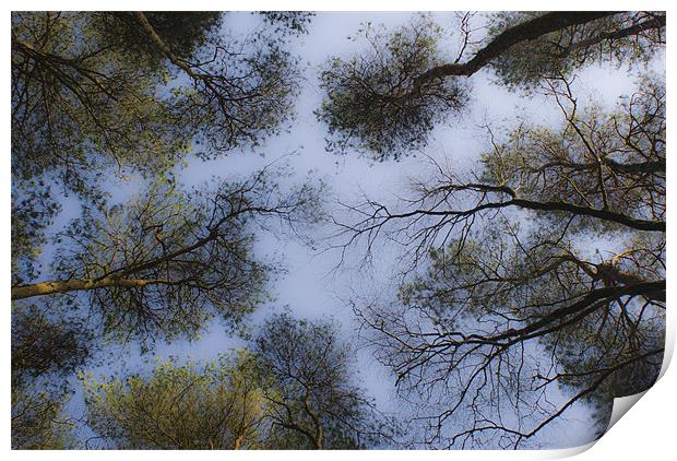 A soft Dartmoor canopy Print by Dan Thorogood