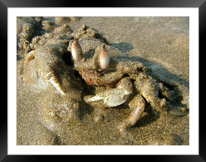 Undercover Crab Framed Mounted Print by Serena Bowles