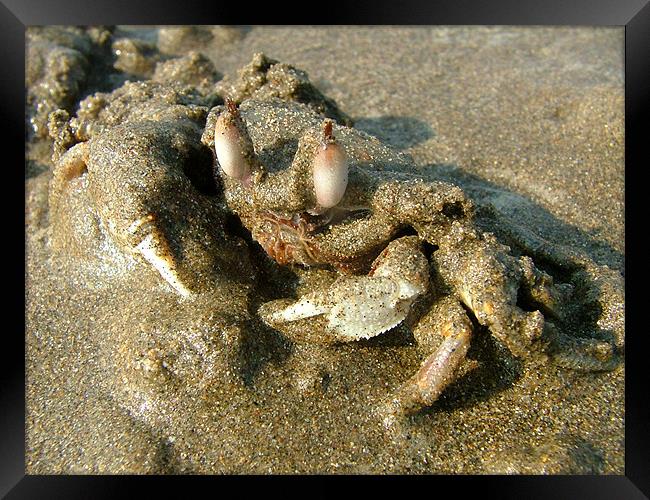 Undercover Crab Framed Print by Serena Bowles