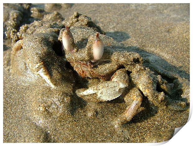 Undercover Crab Print by Serena Bowles