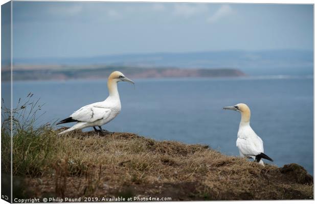 Two Gannets on Cliffs Canvas Print by Philip Pound
