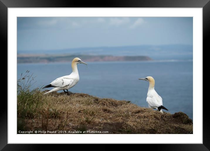Two Gannets on Cliffs Framed Mounted Print by Philip Pound