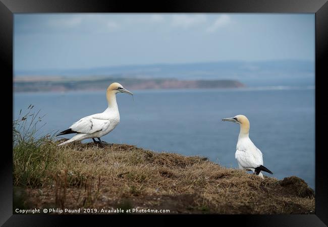 Two Gannets on Cliffs Framed Print by Philip Pound