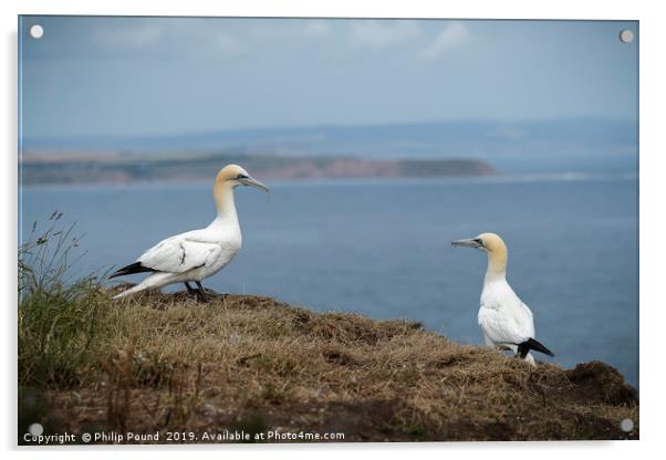 Two Gannets on Cliffs Acrylic by Philip Pound