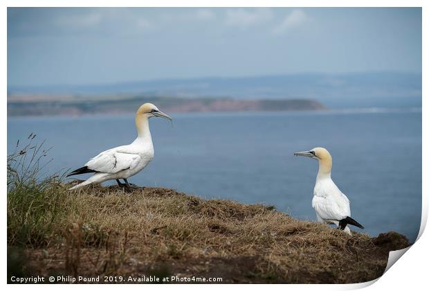 Two Gannets on Cliffs Print by Philip Pound