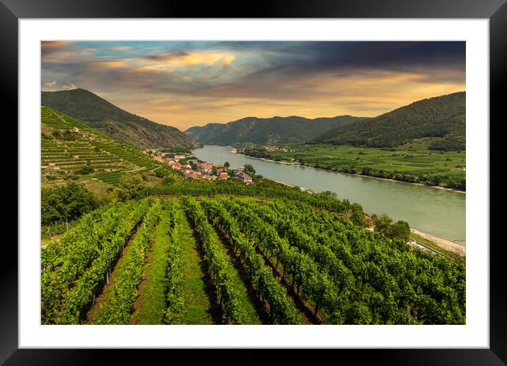 Green vineyard landscape in Wachau valley with the Framed Mounted Print by Sergey Fedoskin