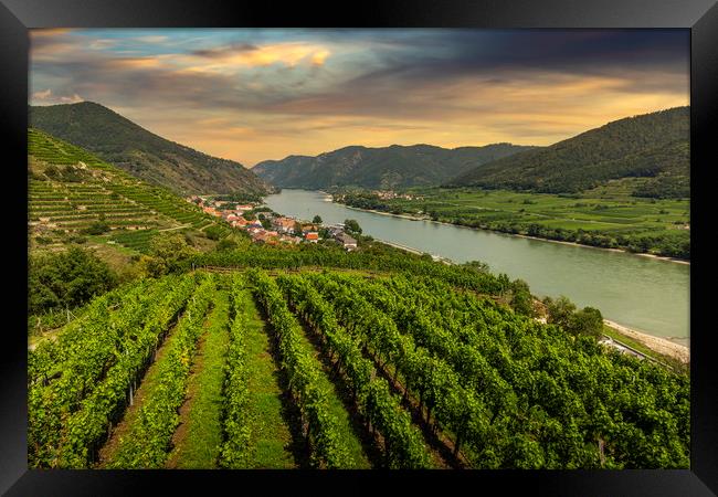 Green vineyard landscape in Wachau valley with the Framed Print by Sergey Fedoskin