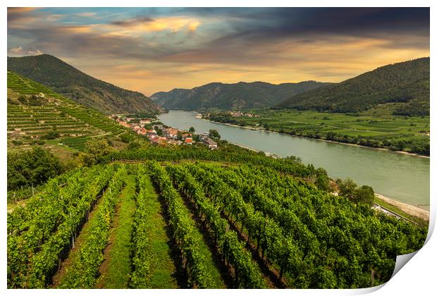 Green vineyard landscape in Wachau valley with the Print by Sergey Fedoskin