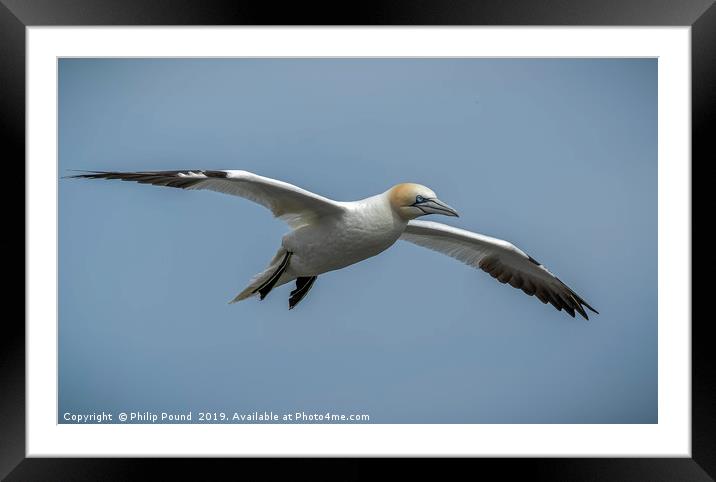 Gannet in Flight Framed Mounted Print by Philip Pound